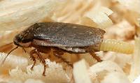 ��������� ������� (Nauphoeta cinerea)