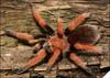 Aphonopelma bicoloRatum - 3-4 ������