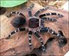 Acanthoscurria brocklehursti, 6 ������