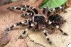 Acanthoscurria geniculata, 4-5 ������