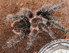 Brachypelma albopilosum - 5-6 ������