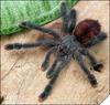 Avicularia metallica - 4-5 ������
