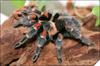 Brachypelma auratum - �����