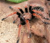 Brachypelma boehmei - �����