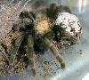 Aphonopelma caniceps - �����