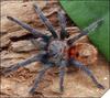 Chromatopelma cyaneopubescens - �����