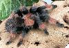 Brachypelma emilia - 4-5 ������