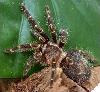Grammostola aureostriata - �����
