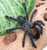 Avicularia geroldi - 1 ������