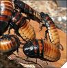 �������������� ������� ������� (Gromphadorrhina portentosa)