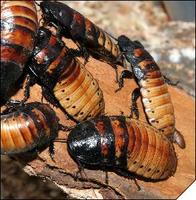 �������������� ������� ������� (Gromphadorrhina portentosa)