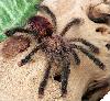 Avicularia huriana - �����