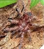 Acanthoscurria juruenicola - �����