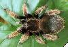 Brachypelma klaasi - �����