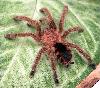 Avicularia minatrix - �����